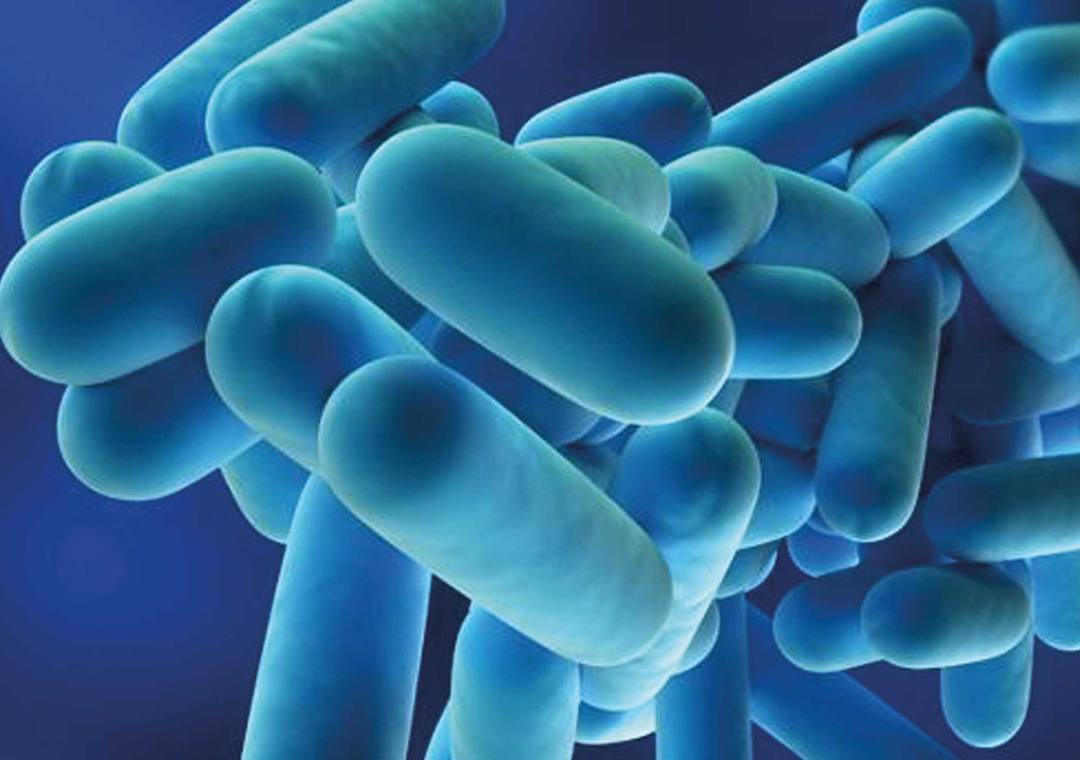 Batterio della Legionella osservato al microscopio